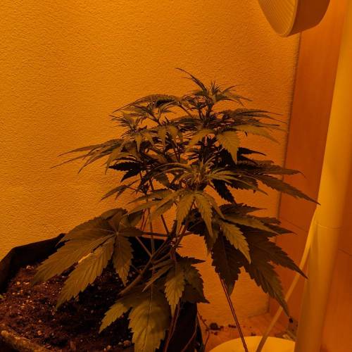 Bubble Kush Autoflower. Week 4 - 17.4