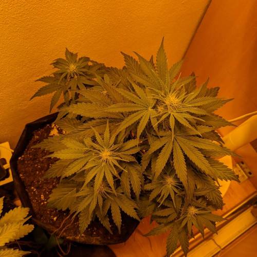 Bubble Kush Autoflower. Week 5 - 22.4