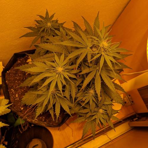 Bubble Kush Autoflower. Week 5 - 23.4