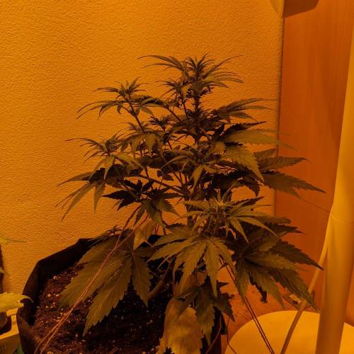 Bubble Kush Autoflower. Week 5 - 21.4