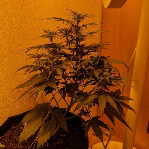 Bubble Kush Autoflower. Week 5 - 23.4