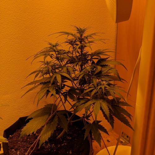 Bubble Kush Autoflower. Week 5 - 22.4