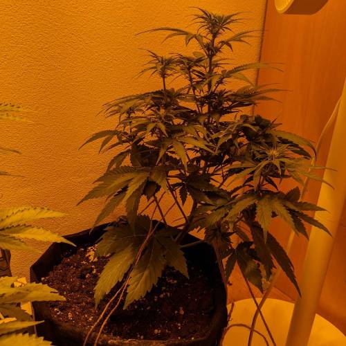 Bubble Kush Autoflower. Week 5 - 25.4