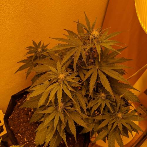 Bubble Kush Autoflower. Week 5 - 25.4