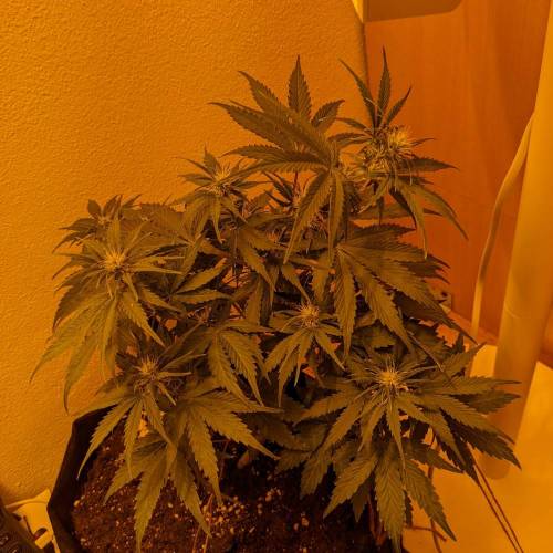 Bubble Kush Autoflower. Week 5 - 26.4