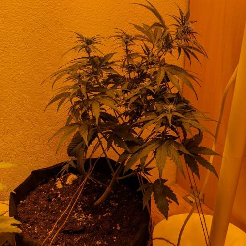 Bubble Kush Autoflower. Week 5 - 26.4