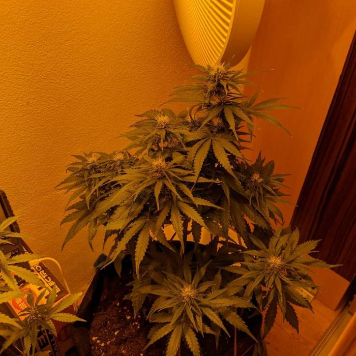 Bubble Kush Autoflower. Week 6 - 4.5