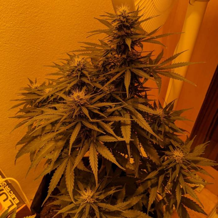 Bubble Kush Autoflower. Week 7 - 12.5