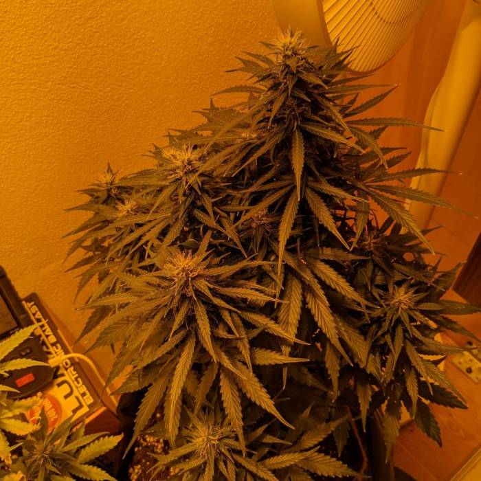 Bubble Kush Autoflower. Week 8 - 17.5