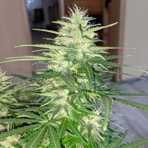 Bubble Kush Autoflower. Week 9 - 22.5