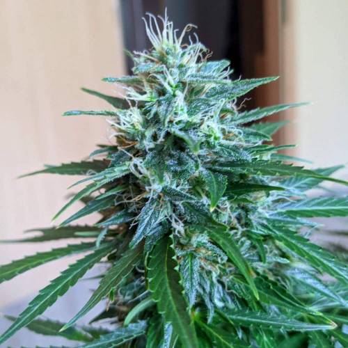 Bubble Kush Autoflower. Week 10 - 28.5