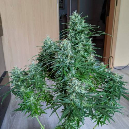 Bubble Kush Autoflower. Week 10 - 28.5