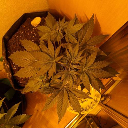 Bubble Kush Autoflower. Week 3 - 9.4