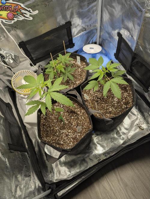 EL Trio. Week 3