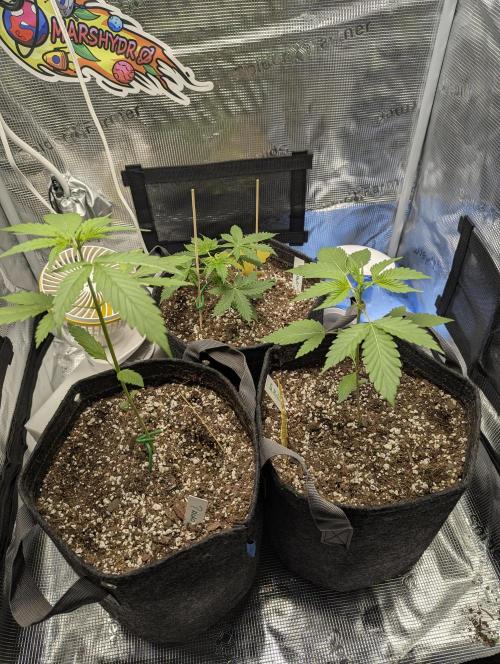 EL Trio. Week 3