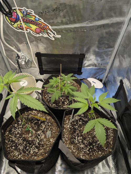 EL Trio. Week 3