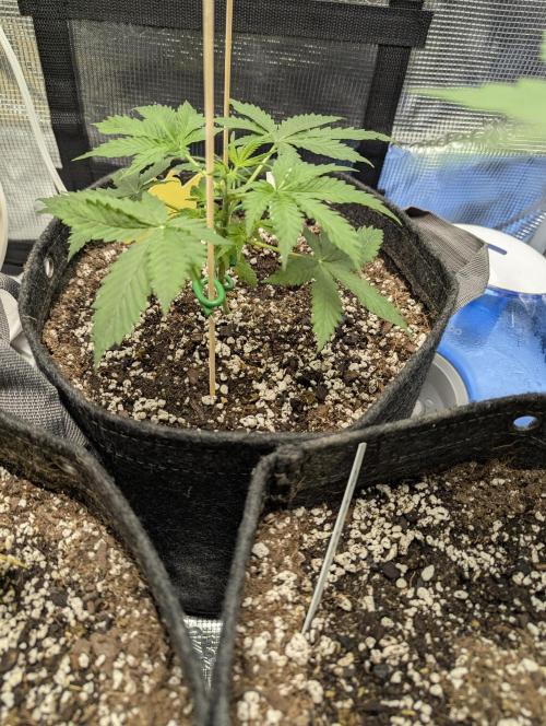EL Trio. Week 4