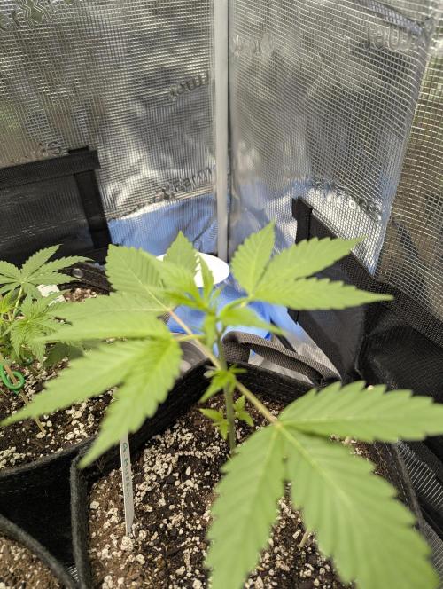 EL Trio. Week 4