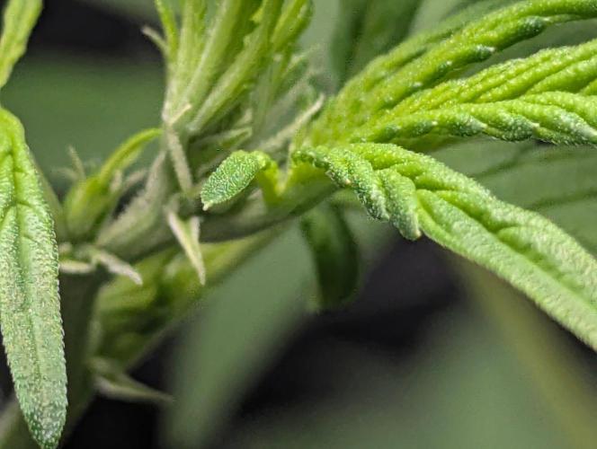 EL Trio. Week 6 - G. Muffin pistils 
