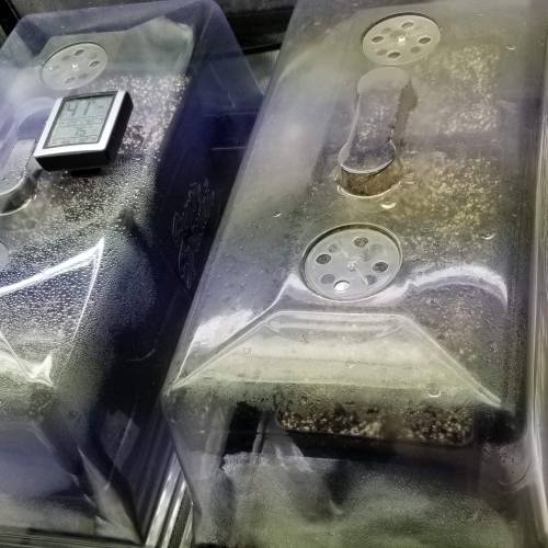 Alien Rift. Week 1 - day 0