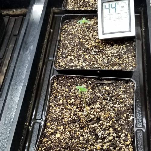 Alien Rift. Week 1 - day 4