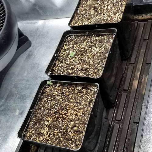 Alien Rift. Week 1 - day 4