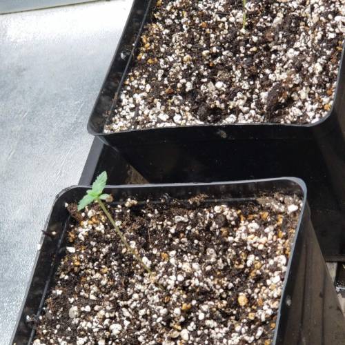 Alien Rift. Week 1 - day 8