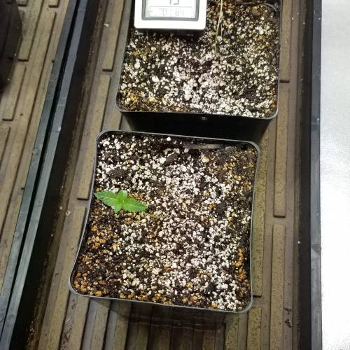 Alien Rift. Week 1 - day 8