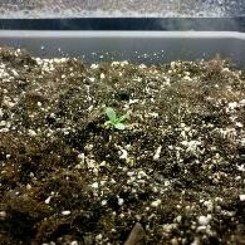 Autoflower OG Kush CBD. Week 1
