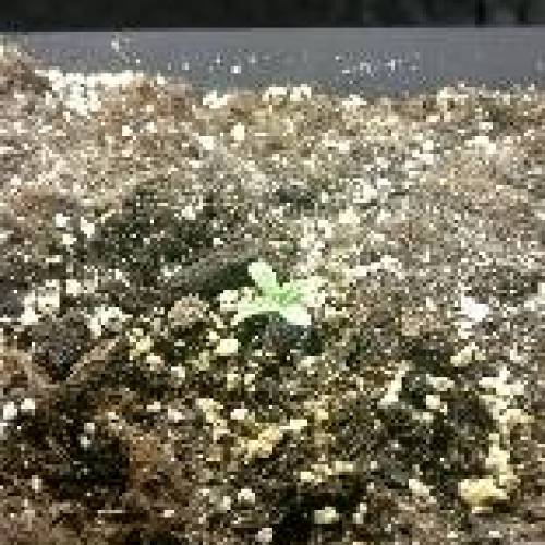 Autoflower OG Kush CBD. Week 1 - Day 4