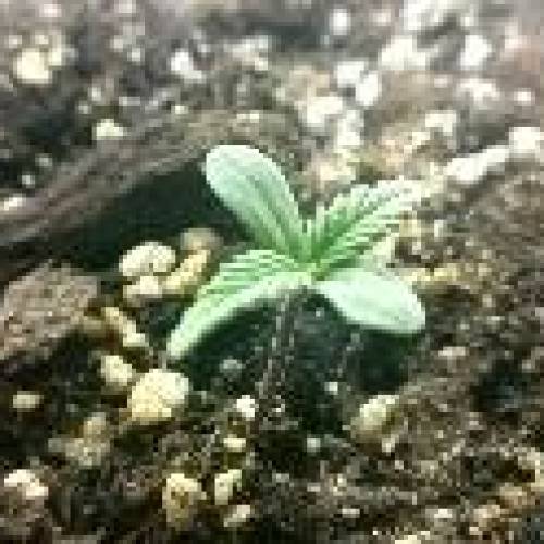 Autoflower OG Kush CBD. Week 1 - Day 4