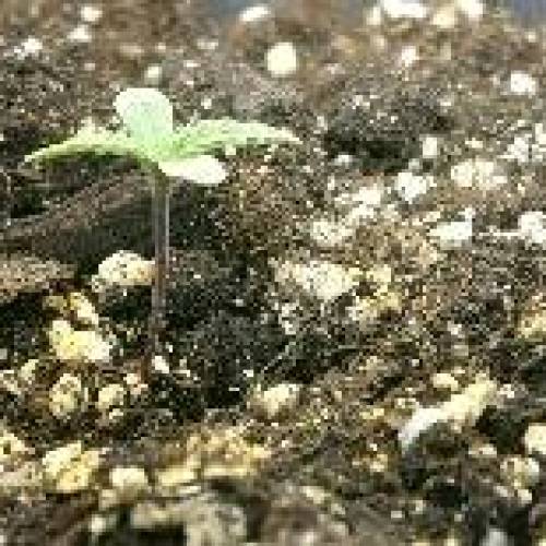 Autoflower OG Kush CBD. Week 1 - Day 4