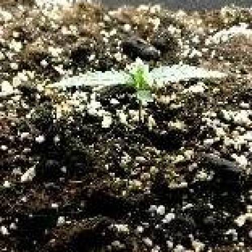 Autoflower OG Kush CBD. Week 2 - Day 8