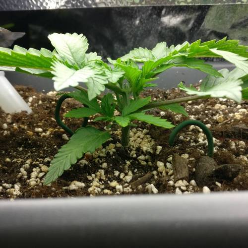 Autoflower OG Kush CBD. Week 3 - Day 15