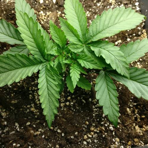 Autoflower OG Kush CBD. Week 3 - Day 15