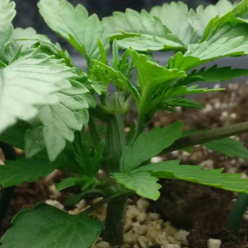 Autoflower OG Kush CBD. Week 3 - Day 15