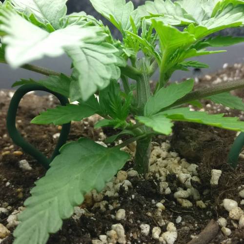 Dinafem - OG Kush Autoflowering CBD door BigNastyEvo