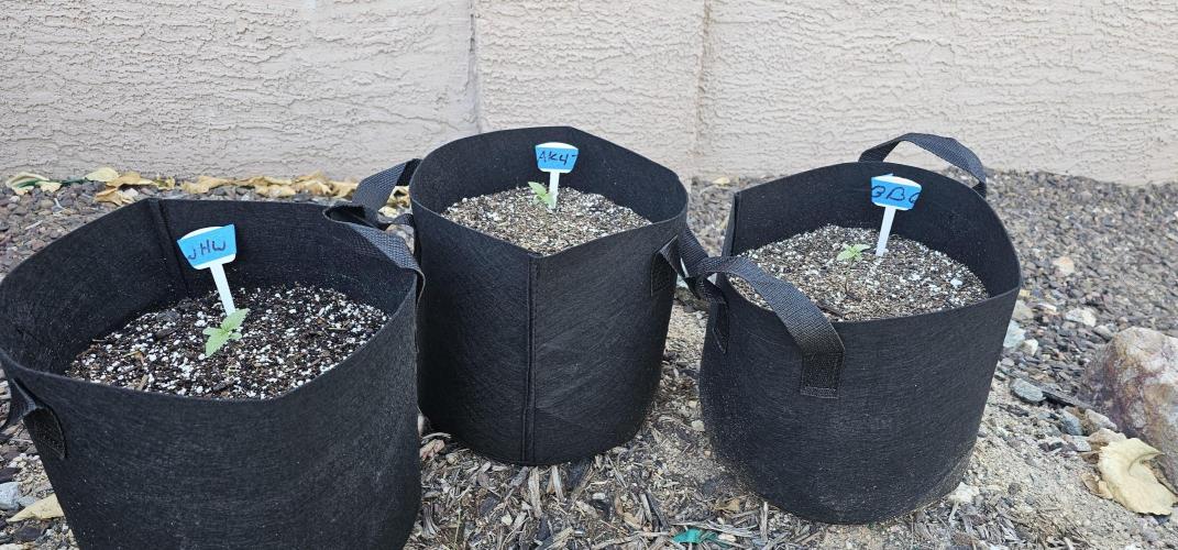 Spring Fling. Week 2