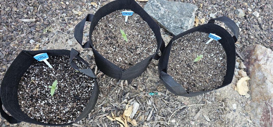 Spring Fling. Week 2