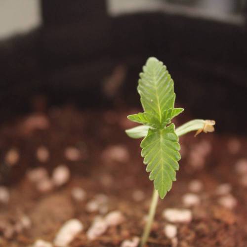 Guanabana by Blim Burn Seeds . Week 2