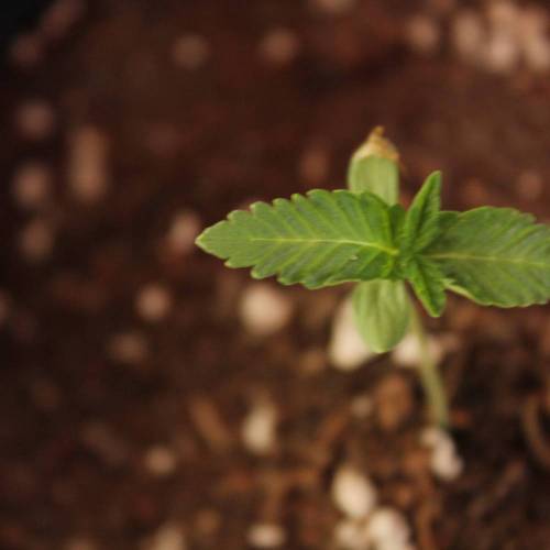 Guanabana by Blim Burn Seeds . Week 2