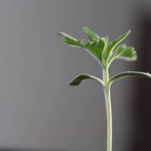 Guanabana by Blim Burn Seeds . Week 2