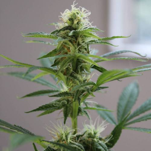 Guanabana by Blim Burn Seeds . Week 4 - GUANABANA from BlimBurn Seeds in flowering time (4 weeks).