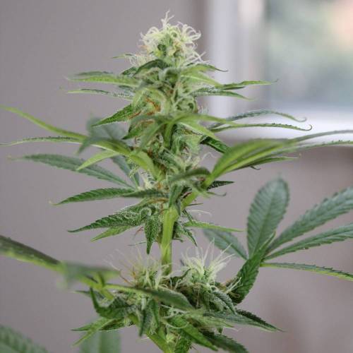 Guanabana by Blim Burn Seeds . Week 4 - GUANABANA from BlimBurn Seeds in flowering time (4 weeks).