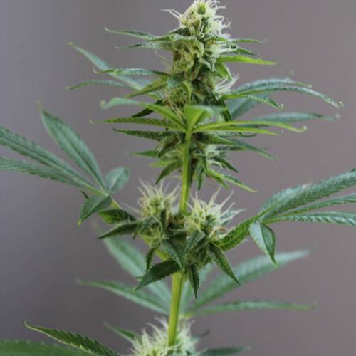 Guanabana by Blim Burn Seeds . Week 4 - GUANABANA from BlimBurn Seeds in flowering time (4 weeks).