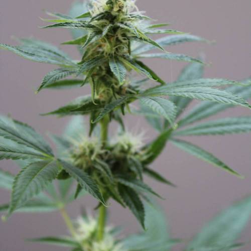 Guanabana by Blim Burn Seeds . Week 4 - GUANABANA from BlimBurn Seeds in flowering time (4 weeks).