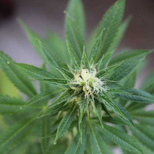 Guanabana by Blim Burn Seeds . Week 4 - GUANABANA from BlimBurn Seeds in flowering time (4 weeks).