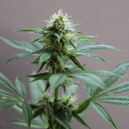 Guanabana by Blim Burn Seeds . Week 4 - GUANABANA from BlimBurn Seeds in flowering time (4 weeks).