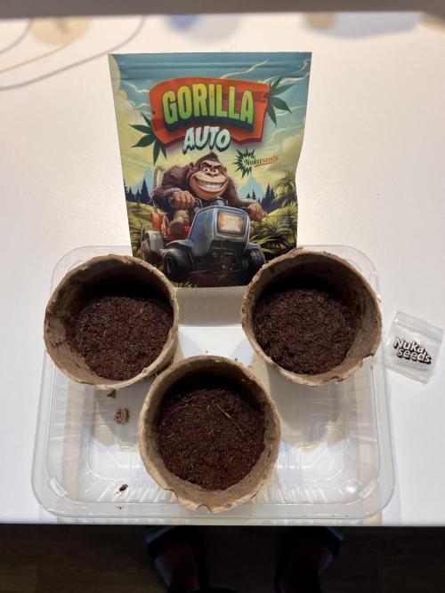 Nuka seeds Gorilla Auto. Week 0 - 1 Day