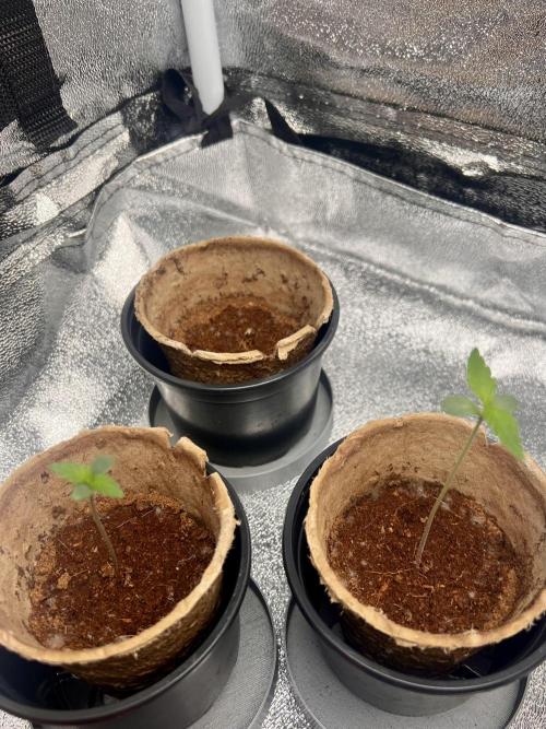 Nuka seeds Gorilla Auto. Week 0 - 7 Day